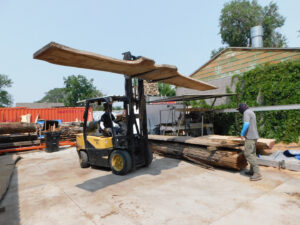 Forklift moving very long walnut wood slab in a mill yard